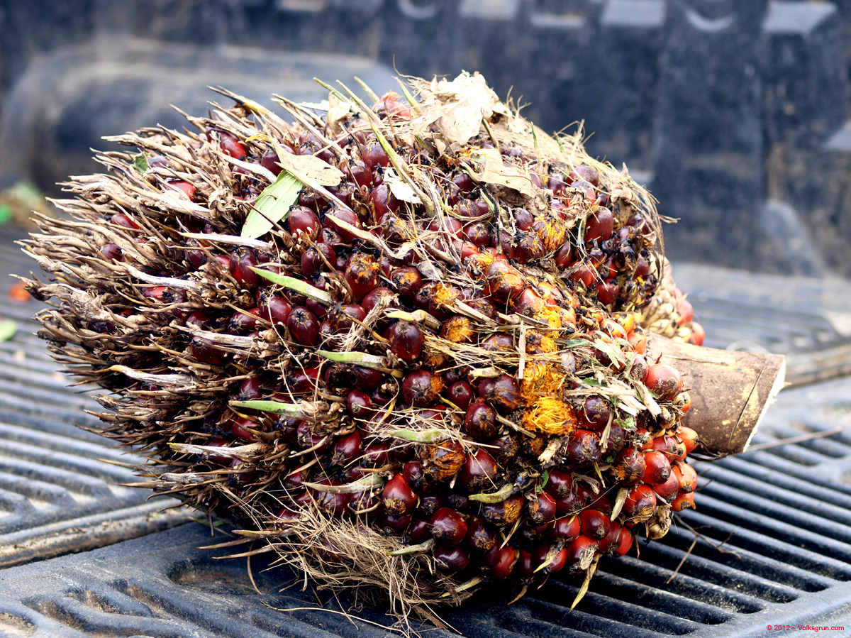 _1016025 Palm Oil Frucht